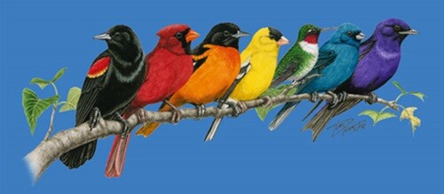 Songbird Spectrum NEW t-shirt XXL, L, S, adult Wild Cotton retired design tee